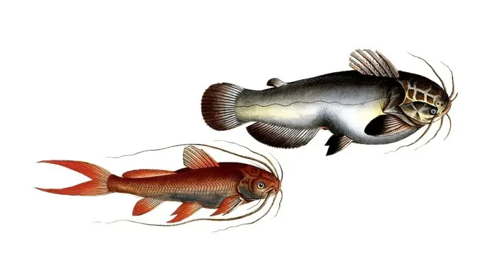 Framed Print : Fish, Fish, Fish genus from the family of the true catfishes within the order of the catfishes, Silurus erythropteruns, Silurus galeatus, Historical, digitally restored reproduction from an original from the 19th century, Record date not stated