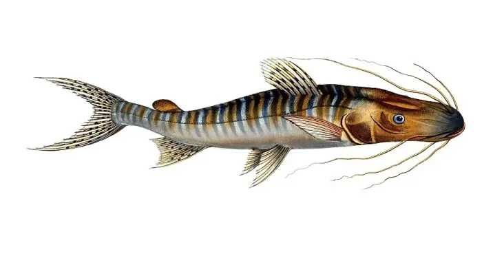 Framed Print : Fish, Fish, Fish genus from the family of the true catfishes within the order of the catfishes, Silurus fasciatus, Historical, digitally restored reproduction from an original from the 19th century, Record date not stated