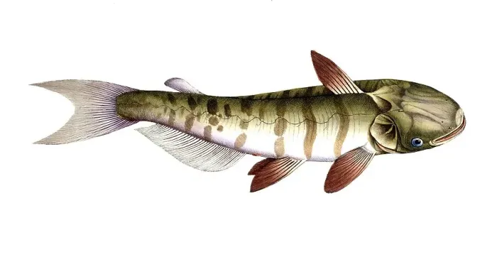 Framed Print : Fish, Fish, Fish genus from the family of the true catfishes within the order of the catfishes, Silurus inermis, Historical, digitally restored reproduction from a 19th century original, Record date not stated