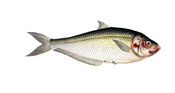 Framed Print : Fish, Fish, Fish genus Herring, Clupea africana, Ilisha africana, african herring, West African Ilisha, Historical, digitally restored reproduction from a 19th century original, Record date not stated Framed Print : Fish, Fish, Fish genus Herring, Clupea africana, Ilisha africana, african herring, West African Ilisha, Historical, digitally restored reproduction from a 19th century original, Record date not stated