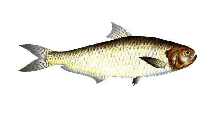 Framed Print : Fish, Fish, Fish genus Real herring, Clupea malabarica, Malabrian herring, herring of Malabar, Historical, digitally restored reproduction from a 19th century original, Record date not stated Framed Print : Fish, Fish, Fish genus Real herring, Clupea malabarica, Malabrian herring, herring of Malabar, Historical, digitally restored reproduction from a 19th century original, Record date not stated