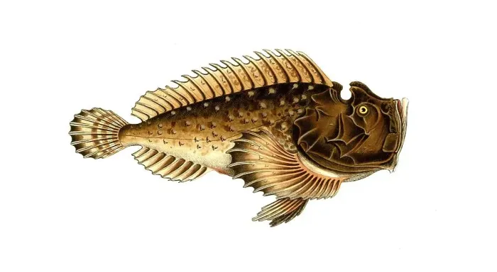 Framed Print : Fish, Fish, Fish genus from the scorpionfish family, Scorpaena horrida, Historical, digitally restored reproduction from a 19th century original, Record date not stated Framed Print : Fish, Fish, Fish genus from the scorpionfish family, Scorpaena horrida, Historical, digitally restored reproduction from a 19th century original, Record date not stated