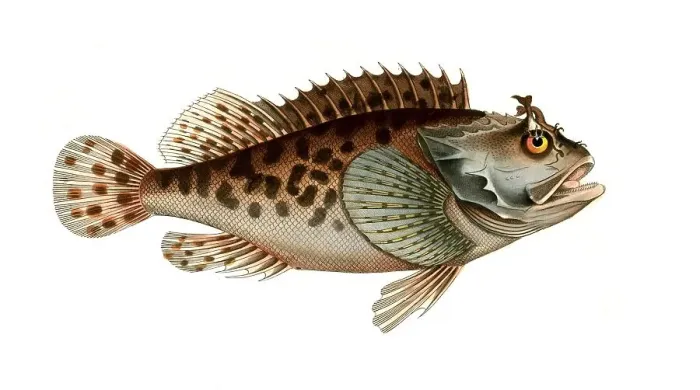 Framed Print : Fish, Fish, Fish genus from the scorpionfish family, Scorpaena porcus, Historical, digitally restored reproduction from a 19th century original, Record date not stated