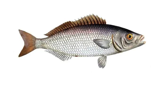 Framed Print : Fish, Fish, Fish genus from the snapper family Lutjanus chrysops, The Gold-Eye, Historical, digitally restored reproduction from a 19th century original, Record date not stated
