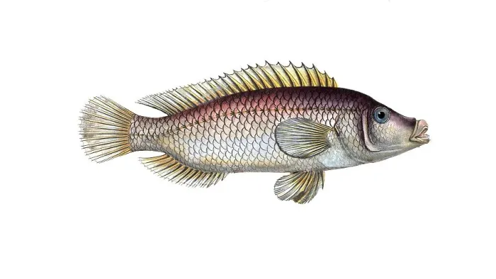 Framed Print : Fish, fish, fish genus from the snapper family Lutjanus linckii, the linkian lutian, The Lutian of Link, Historical, digitally restored reproduction from a 19th century original, Record date not stated
