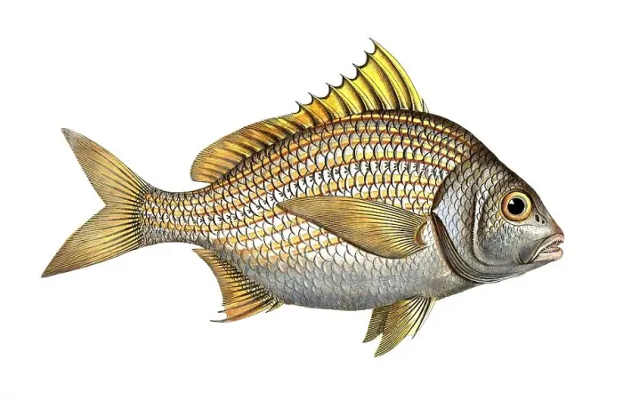 Framed Print : Fish, Fish, Fish genus from the snapper family Lutjanus luteus, the Yellow-fin, Historical, digitally restored reproduction from a 19th century original, Record date not stated Framed Print : Fish, Fish, Fish genus from the snapper family Lutjanus luteus, the Yellow-fin, Historical, digitally restored reproduction from a 19th century original, Record date not stated