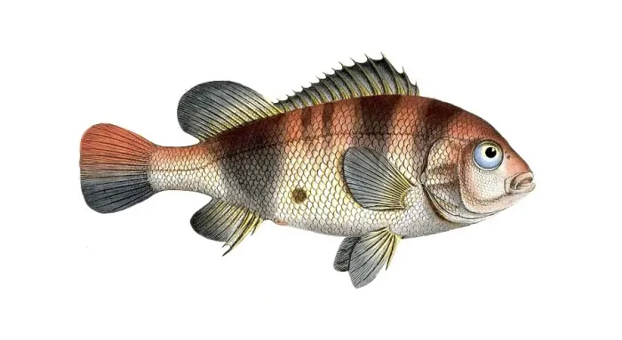Framed Print : Fish, Fish, Fish genus from the snapper family Lutjanus surinamensis, Historical, digitally restored reproduction from a 19th century original, Record date not stated Framed Print : Fish, Fish, Fish genus from the snapper family Lutjanus surinamensis, Historical, digitally restored reproduction from a 19th century original, Record date not stated