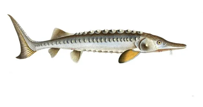 Framed Print : Fish, Fish, Fish genus from the sturgeon family, Acipenser sturio, the Sturgeon, Historic, digitally restored reproduction from a 19th century original, Record date not stated