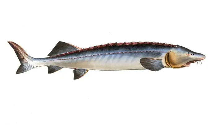 Framed Print : Fish, Fish, Fish genus from the sturgeon family, Acipenser Huso, The great Sturgeon, Historical, digitally restored reproduction from a 19th century original, Record date not stated Framed Print : Fish, Fish, Fish genus from the sturgeon family, Acipenser Huso, The great Sturgeon, Historical, digitally restored reproduction from a 19th century original, Record date not stated