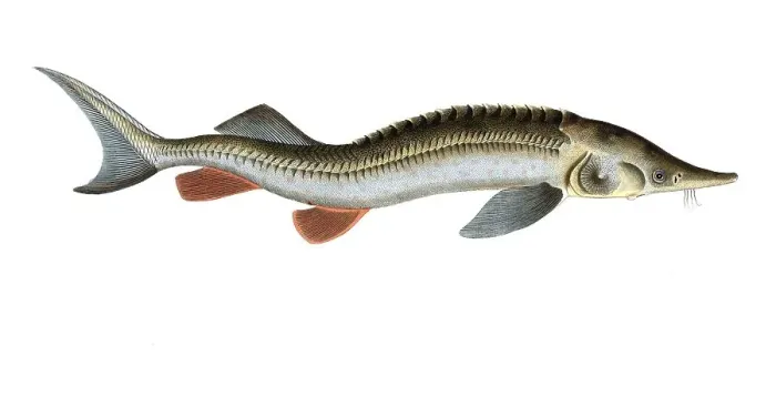 Framed Print : Fish, fish, fish genus from the sturgeon family, Acipenser ruthenus, the sterlet, the rusfish-Sturgeon, Historical, digitally restored reproduction from a 19th century original, Record date not stated