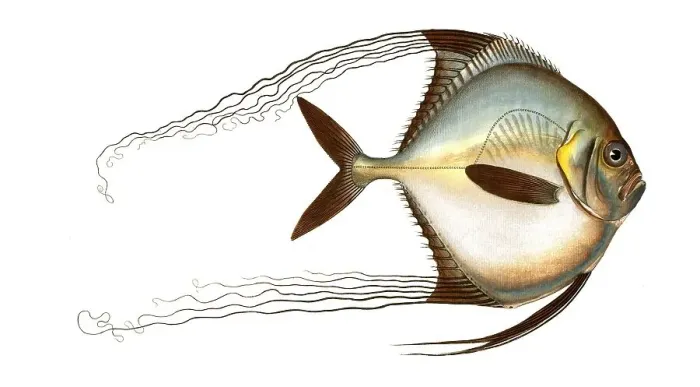 Framed Print : Fish, Fish, Fish genus from the Zeidae family, Zeus ciliaris, long-haired mirror fish, Historical, digitally restored reproduction from a 19th century original, Record date not stated Framed Print : Fish, Fish, Fish genus from the Zeidae family, Zeus ciliaris, long-haired mirror fish, Historical, digitally restored reproduction from a 19th century original, Record date not stated