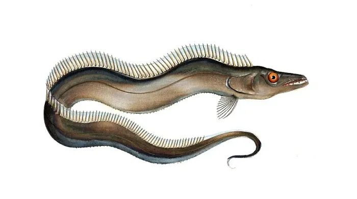Framed Print : Fish, Fish, Fish species of the hairtail family, Largehead hairtail or beltfish, Largehead hairtail, Historic, digitally restored reproduction from a 19th century original, Record date not stated Framed Print : Fish, Fish, Fish species of the hairtail family, Largehead hairtail or beltfish, Largehead hairtail, Historic, digitally restored reproduction from a 19th century original, Record date not stated