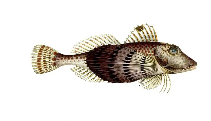 Framed Print : Fish, Fish, Fish species from the subfamily of the real gurnards, Trigla carolina, Historical, digitally restored reproduction from a 19th century original, Record date not stated