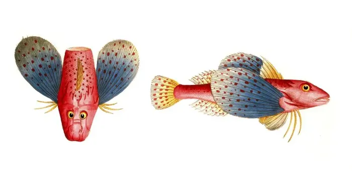 Framed Print : Fish, Fish, Fish species from the subfamily of the real gurnards, Trigla punctata, punctulated sea cock, punctulated fish species from the subfamily of the real gurnards, Trigla, Historical Framed Print : Fish, Fish, Fish species from the subfamily of the real gurnards, Trigla punctata, punctulated sea cock, punctulated fish species from the subfamily of the real gurnards, Trigla, Historical