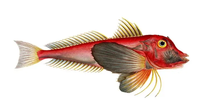Framed Print : Fish, Fish, Fish species from the subfamily of the real gurnards, Trigla lyra, lyre gurnard, piper gurnard, Historical, digitally restored reproduction from a 19th century original, Record date not stated Framed Print : Fish, Fish, Fish species from the subfamily of the real gurnards, Trigla lyra, lyre gurnard, piper gurnard, Historical, digitally restored reproduction from a 19th century original, Record date not stated