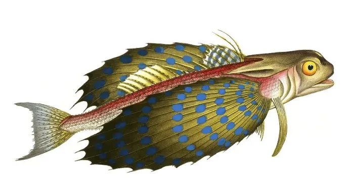 Framed Print : Fish, Fish, Fish species from the subfamily of the true gurnards, Trigla volitans, flying sea cock, gurnard, flying fish, Historical, digitally restored reproduction from a 19th century original, Record date not stated