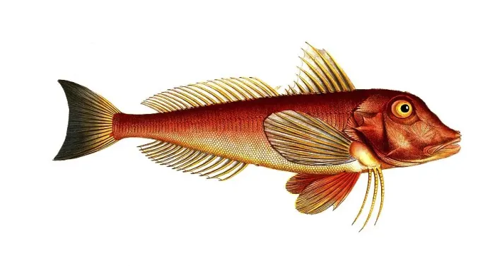 Framed Print : Fish, Fish, Fish species from the subfamily of the Tub gurnards, Trigla pini, Pine-bough, Historical, digitally restored reproduction from a 19th century original, Record date not stated