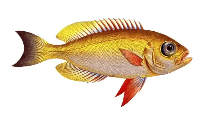 Framed Print : Fish, Fish, Genus of bannerfish, Anthias macrophtalmus, Historical, digitally restored reproduction from a 19th century original, Record date not stated Framed Print : Fish, Fish, Genus of bannerfish, Anthias macrophtalmus, Historical, digitally restored reproduction from a 19th century original, Record date not stated