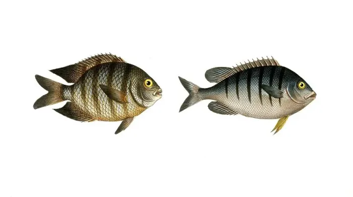 Framed Print : Fish, Fish, Genus butterflyfish, Butterflyfish, Chaetodon bengalensis, the Bengal clifffish