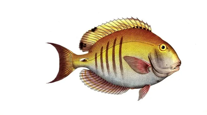 Framed Print : Fish, Fish, genus Butterflyfish, Butterflyfish, Chaetodon chirugus, the Surgeon, Historical, digitally restored reproduction from a 19th century original, Record date not stated Framed Print : Fish, Fish, genus Butterflyfish, Butterflyfish, Chaetodon chirugus, the Surgeon, Historical, digitally restored reproduction from a 19th century original, Record date not stated
