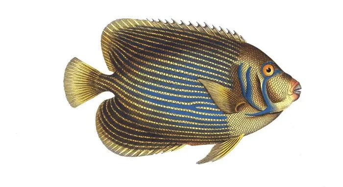 Framed Print : Fish, Fish, Genus Butterflyfish, Butterflyfish, Chaetodon imperator, the emperor fish, Historical, digitally restored reproduction from a 19th century original, Record date not stated