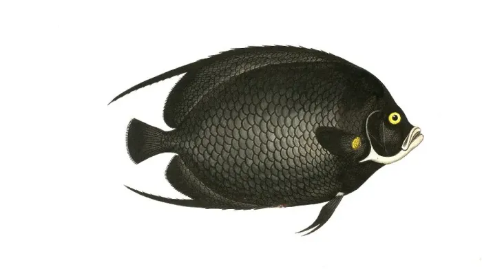 Framed Print : Fish, Fish, genus Butterflyfish, Butterflyfish, Chaetodon paru, the Black butterflyfish, the variegated Angel-fish, Historical, digitally restored reproduction from a 19th century original, Record date not stated