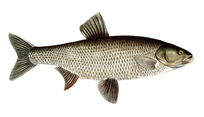 Framed Print : Fish, Fish, Genus of carp fish, Cyprinus Aspius, Leuciscus aspius, Asp or Schied, Asp, Historical, digitally restored reproduction from a 19th century original, Record date not stated