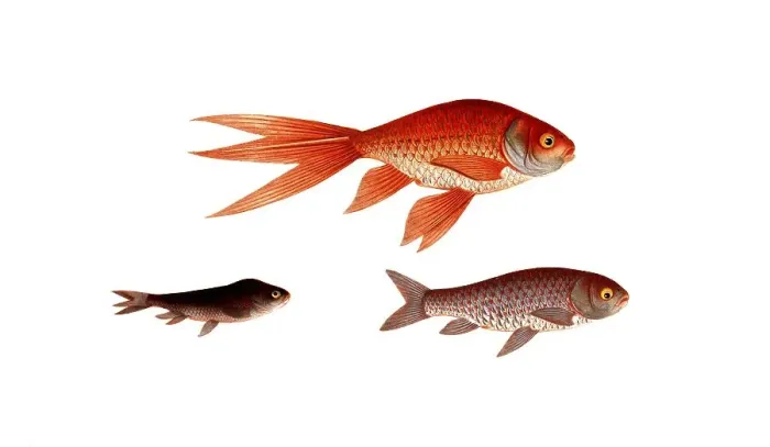 Framed Print : Fish, Fish, Genus of carp fish, Cyprinus auratus var. Gold carp, Gold fish, Historical, digitally restored reproduction from a 19th century original, Record date not stated Framed Print : Fish, Fish, Genus of carp fish, Cyprinus auratus var. Gold carp, Gold fish, Historical, digitally restored reproduction from a 19th century original, Record date not stated