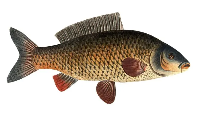 Framed Print : Fish, Fish, Genus of carp fish, Cyprinus carpio, Carp, Common carp, Historical, digitally restored reproduction from a 19th century original, Record date not stated