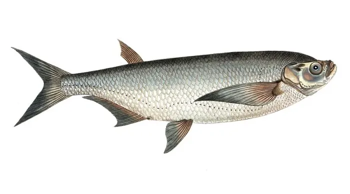 Framed Print : Fish, fish, genus of carp fish, Cyprinus cultratus, Pelecus cultratus, sabre carp or sabrefish, Historical, digitally restored reproduction from a 19th century original, Record date not stated