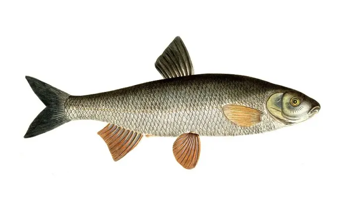 Framed Print : Fish, fish, genus of carp fish, Cyprinus dobula, Squalius cephalus, chub, dobula fish, common chub, Historical, digitally restored reproduction from a 19th century original, Record date not stated Framed Print : Fish, fish, genus of carp fish, Cyprinus dobula, Squalius cephalus, chub, dobula fish, common chub, Historical, digitally restored reproduction from a 19th century original, Record date not stated