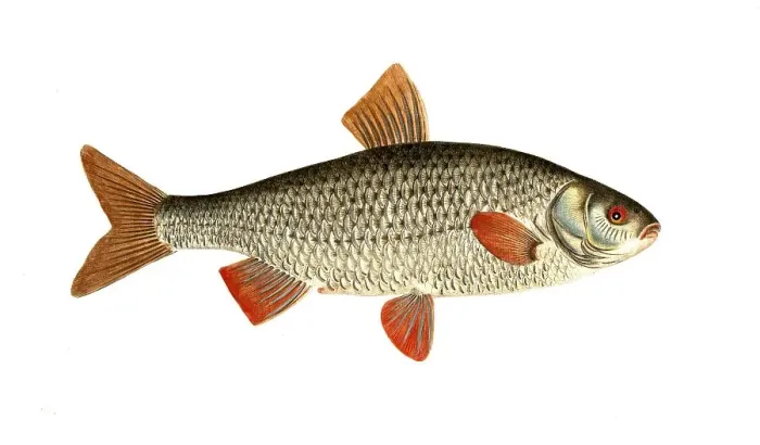 Framed Print : Fish, Fish, genus of carp fish, Cyprinus rutilus, the Roach, Historical, digitally restored reproduction from a 19th century original, Record date not stated