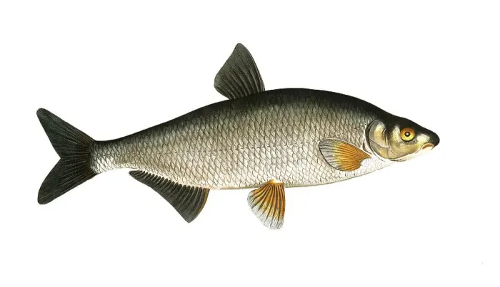Framed Print : Fish, Fish, genus of carp fish, Cyprinus vimba, the carp, Historical, digitally restored reproduction from a 19th century original, Record date not stated