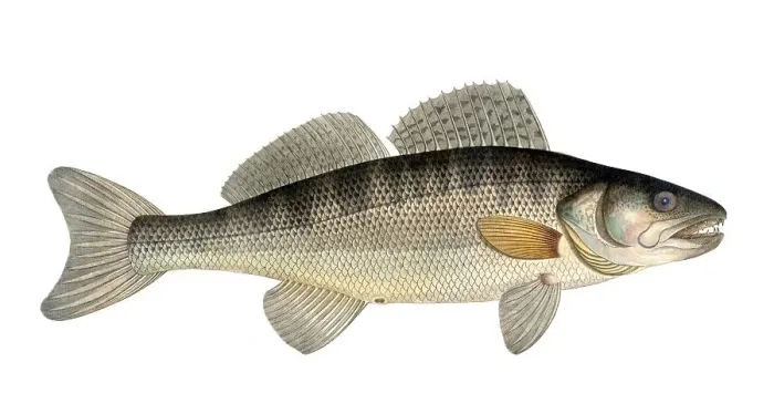 Framed Print : Fish, Fish, Genus of the family Perch, Perca LucioGenus of the family Perch, Perca, Sander lucioGenus of the family Perch, Zander, sander or pikeperch, Historic, digitally restored reproduction from a 19th century original, Record date not stated