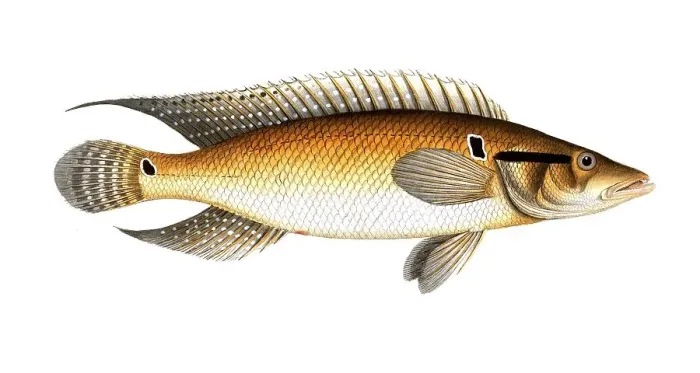 Framed Print : Fish, Fish, Genus of the family Perch, Perca saxatilis, Historical, digitally restored reproduction from a 19th century original, Record date not stated
