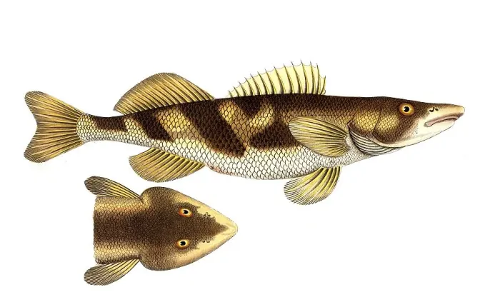 Framed Print : Fish, Fish, Genus of the family Perch, Perca zingel, Historical, digitally restored reproduction from a 19th century original, Record date not stated