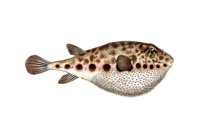 Framed Print : Fish, Fish, Genus from the family of puffer fish, Tetrodon spengleri, Historical, digitally restored reproduction from a 19th century original, Record date not stated