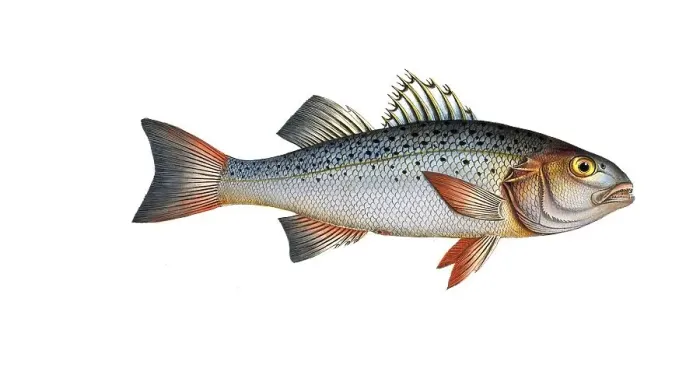 Framed Print : Fish, Fish, Genus of the family of Umberfishes, Sciaena punctata, Morone punctata, punctulated Umber, Historic, digitally restored reproduction from a 19th century original, Record date not stated