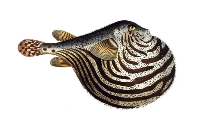 Framed Print : Fish, Fish, genus of the family Yellowfin Puffer, Tetrodon lineatut, striped spiny belly, the striped globe, Historical, digitally restored reproduction from a 19th century original, Record date not stated Framed Print : Fish, Fish, genus of the family Yellowfin Puffer, Tetrodon lineatut, striped spiny belly, the striped globe, Historical, digitally restored reproduction from a 19th century original, Record date not stated