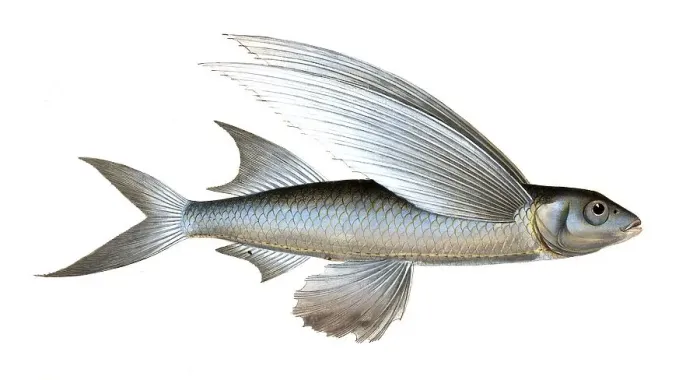 Framed Print : Fish, Fish, genus Flying fish, Exocoetus mesogaster, the middle-Pinned Flying-Fish, Historical, digitally restored reproduction from a 19th century original, Record date not stated Framed Print : Fish, Fish, genus Flying fish, Exocoetus mesogaster, the middle-Pinned Flying-Fish, Historical, digitally restored reproduction from a 19th century original, Record date not stated
