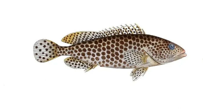 Framed Print : Fish, Fish, Genus of groupers, Epinephelus Merra, honeycomb grouper, also known as black-spotted rock-cod, common birdwire rockcod, dwarf spotted rockcod, dwarf-spotted grouper, Historical