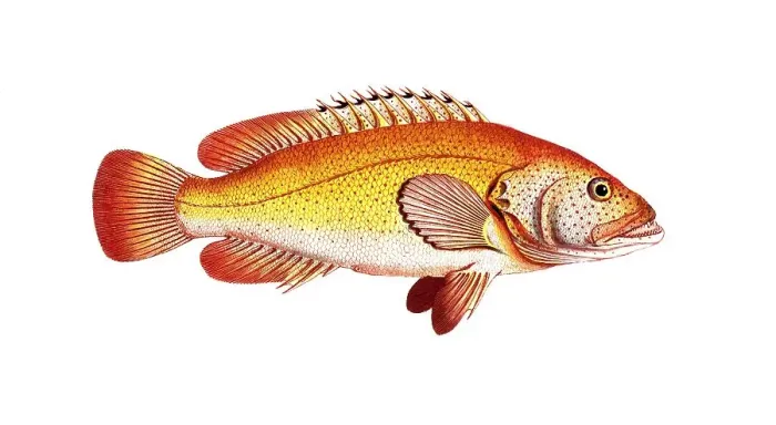 Framed Print : Fish, Fish, Genus of the Hussar Fish, Holocentrus auratus, The Golden Sogo, Historical, digitally restored reproduction from a 19th century original, Record date not stated Framed Print : Fish, Fish, Genus of the Hussar Fish, Holocentrus auratus, The Golden Sogo, Historical, digitally restored reproduction from a 19th century original, Record date not stated