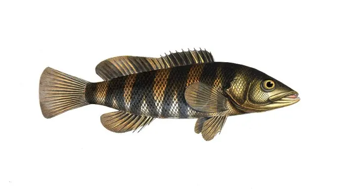 Framed Print : Fish, Fish, Genus of Hussar Fish, Holocentrus fasciatus, the banded Sogo, the double streaked Holocentre, Historical, digitally restored reproduction from a 19th century original, Record date not stated