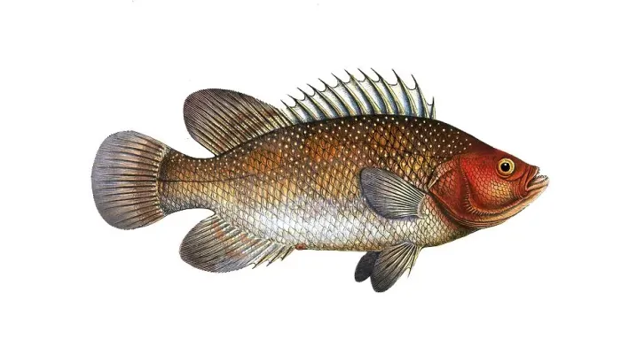 Framed Print : Fish, Fish, Genus of Hussar Fish, Holocentrus surinamensis, the Surinamese Sogo, the Holocentre of Surinam, Historical, digitally restored reproduction from a 19th century original, Record date not stated Framed Print : Fish, Fish, Genus of Hussar Fish, Holocentrus surinamensis, the Surinamese Sogo, the Holocentre of Surinam, Historical, digitally restored reproduction from a 19th century original, Record date not stated