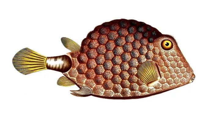 Framed Print : Fish, Fish, Genus marine ray-finned fish, Ostracion trigonus, Lactophrys trigonus, beaded triangle, buffalo trunkfish, Triangular-fish, buffalo trunkfish, Historical, digitally restored reproduction from a 19th century original Framed Print : Fish, Fish, Genus marine ray-finned fish, Ostracion trigonus, Lactophrys trigonus, beaded triangle, buffalo trunkfish, Triangular-fish, buffalo trunkfish, Historical, digitally restored reproduction from a 19th century original