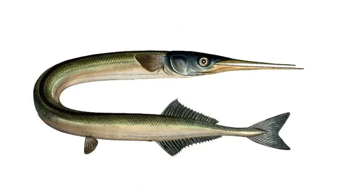 Framed Print : Fish, Fish, Genus of pike, Esox Belone, Belone belone, Common garfish, Short-beaked garfish, Historical, digitally restored reproduction from a 19th century original, Record date not stated Framed Print : Fish, Fish, Genus of pike, Esox Belone, Belone belone, Common garfish, Short-beaked garfish, Historical, digitally restored reproduction from a 19th century original, Record date not stated