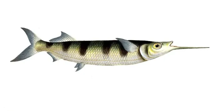 Framed Print : Fish, Fish, Genus of Pike, Esox brasiliensis, small swordfish, Under Swordfish, Historical, digitally restored reproduction from a 19th century original, Record date not stated