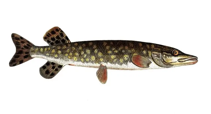 Framed Print : Fish, Fish, Genus of pike, Esox Lucio, Esox lucius, Pike, Northern pike, Historical, digitally restored reproduction from a 19th century original, Record date not stated