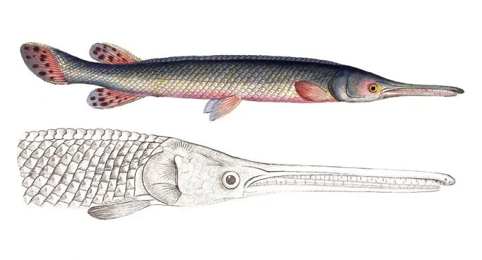 Framed Print : Fish, Fish, Genus of Pike, Esox osseus, Green Pike, Green Gar Fish, Historical, digitally restored reproduction from a 19th century original, Record date not stated Framed Print : Fish, Fish, Genus of Pike, Esox osseus, Green Pike, Green Gar Fish, Historical, digitally restored reproduction from a 19th century original, Record date not stated
