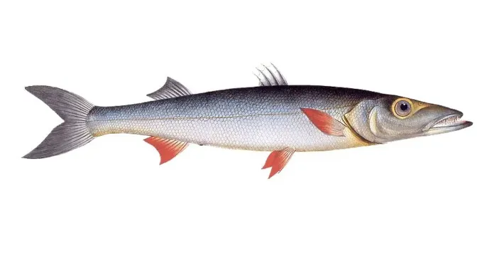 Framed Print : Fish, Fish, Genus of pike, Esox Sphyraena, Hake, sea-pike, Historical, digitally restored reproduction from a 19th century original, Record date not stated Framed Print : Fish, Fish, Genus of pike, Esox Sphyraena, Hake, sea-pike, Historical, digitally restored reproduction from a 19th century original, Record date not stated